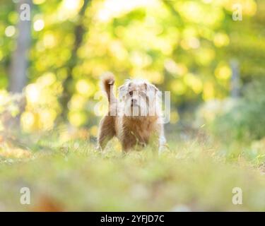 Ein roter Mischhund steht im Gras im Wald. Die warmen Farben des Herbstblatts sind im Hintergrund verschwimmt. Stockfoto