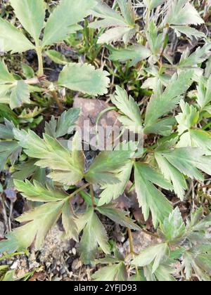 Altaische Anemone (Anemonoides altaica) Stockfoto