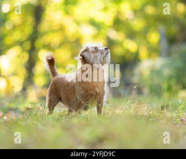 Ein roter Mischhund steht im Gras im Wald. Sie schaut auf etwas. Die warmen Farben des Herbstlaubs sind im Hintergrund verschwimmen Stockfoto