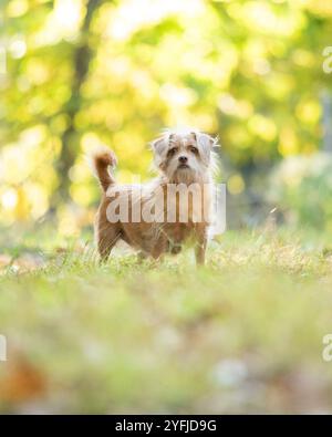 Ein roter Mischhund steht im Gras im Wald. Die warmen Farben des Herbstblatts sind im Hintergrund verschwimmt. Stockfoto