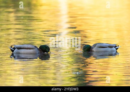 Zwei männliche Stockenten oder Drachen schwimmen im Herbst auf einem friedlichen Teich. Sie scheinen sich gegenseitig zu spiegeln. Die warmen Farben der Umgebung fallen ab Stockfoto