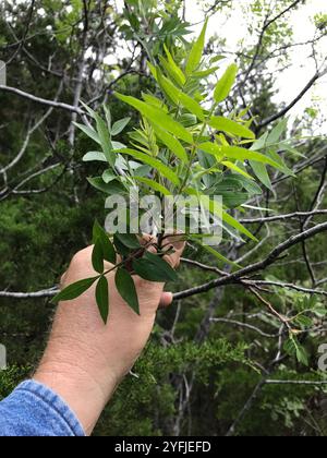 Prairie flameleaf sumac (Rhus lanceolata) Stockfoto