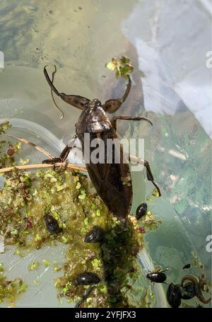 Amerikanischer Riesenwasserkäfer (Lethocerus americanus) Stockfoto