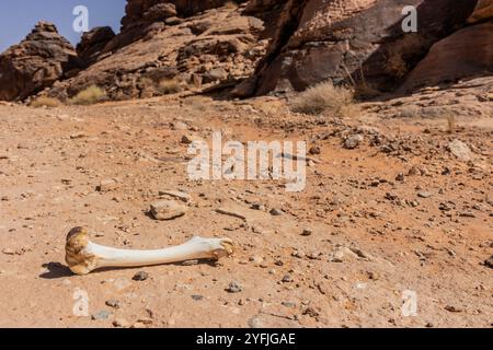 Knochen in einer Wüste in der Nähe von Jubbah, Saudi-Arabien Stockfoto