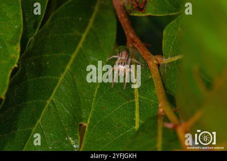 Dimorphe springende Spinne (Maevia inclemens) Stockfoto