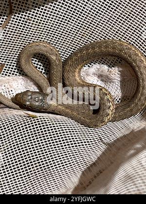 Wandernde Strumpfschlange (Thamnophis elegans vagrans) Stockfoto