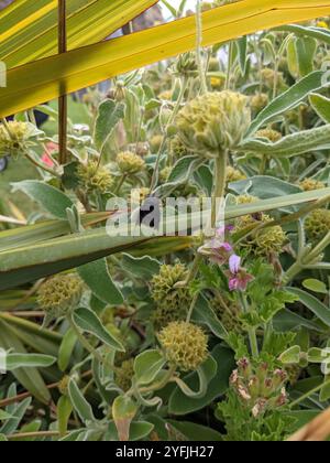 Mexikanische Kaktusfliege (Copestylum mexicanum) Stockfoto