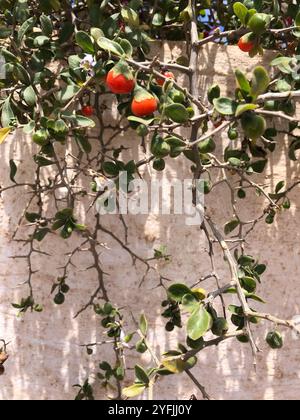 Afrikanischer Boxthorn (Lycium ferocissimum) Stockfoto