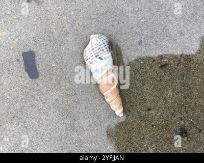 Japanisches falsches Cerith (Batillaria attramentaria) Stockfoto