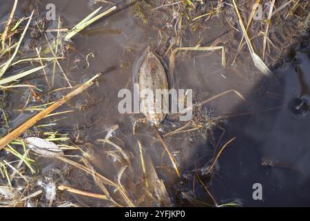 Amerikanischer Riesenwasserkäfer (Lethocerus americanus) Stockfoto