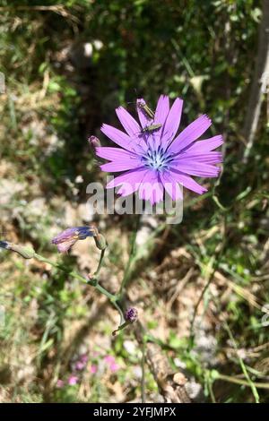 Bergsalat (Lactuca perennis) Stockfoto
