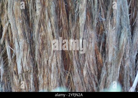 Rote Stringybark (Eukalyptus macrorhyncha) Stockfoto