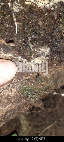 Austral-Honigpilz (Armillaria novae-zelandiae) Stockfoto