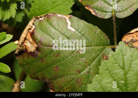 Goldenes Pigmy (Stigmella aurella) Stockfoto