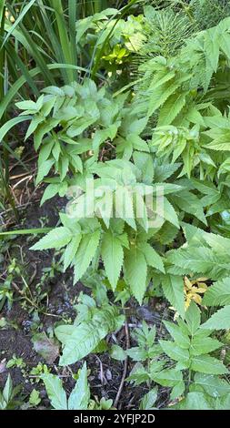 Westlicher Wasserhemlock (Cicuta douglasii) Stockfoto