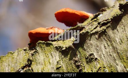 Nördliches Zinnober-Polypore (Trametes cinnabarina) Stockfoto