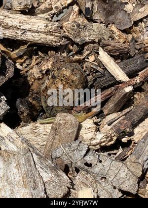 Hummeln Flower Beetle (Euphorie inda) Stockfoto