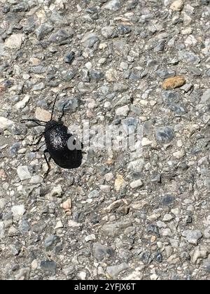 Schwarz durchstochener Blattkäfer (Galeruca tanaceti) Stockfoto