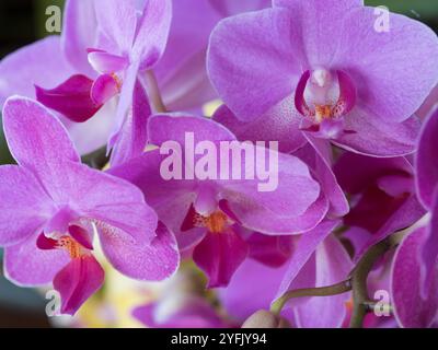 Lila Motte Orchideenblüten in Blüte, subtropische NSW Australien Stockfoto