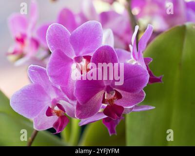 Lila Motte Orchideenblüten in Blüte, subtropische NSW Australien Stockfoto