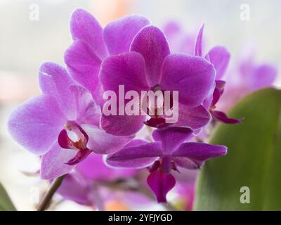 Lila Motte Orchideenblüten in Blüte, subtropische NSW Australien Stockfoto