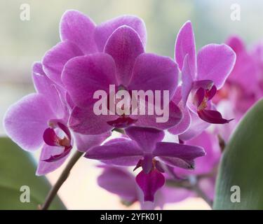 Violette Motten Orchideenblüten in Blüte, von Sonnenlicht hinterleuchtet, subtropische NSW Australien Stockfoto