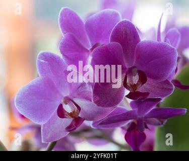 Violette Motten Orchideenblüten in Blüte, von Sonnenlicht hinterleuchtet, subtropische NSW Australien Stockfoto