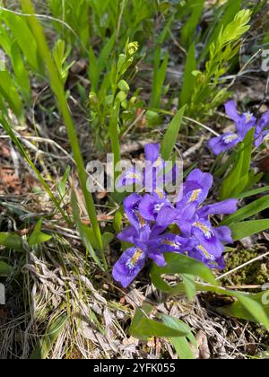Zwerg See Iris (Iris Lacustris) Stockfoto