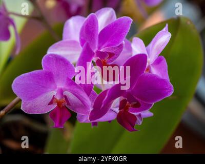 Violette Motten Orchideenblüten in Blüte, von Sonnenlicht hinterleuchtet, subtropische NSW Australien Stockfoto