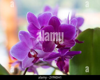 Violette Motten Orchideenblüten in Blüte, von Sonnenlicht hinterleuchtet, subtropische NSW Australien Stockfoto