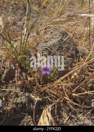 Mediterraner Storchenschnabel (Erodium Botrys) Stockfoto