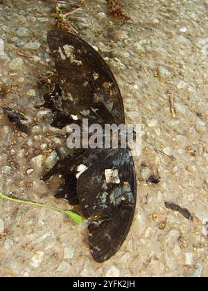 Rote Helen Schwalbenschwanz (Papilio helenus) Stockfoto