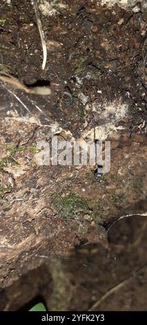 Austral-Honigpilz (Armillaria novae-zelandiae) Stockfoto