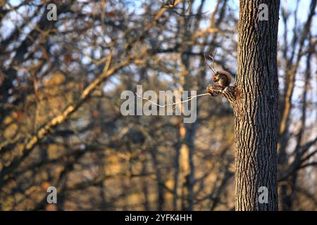 Graues Eichhörnchen kneift eine Nuss in Einem Baum beim ersten Licht Stockfoto