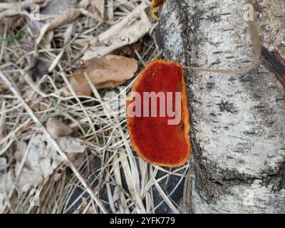 Nördliches Zinnober-Polypore (Trametes cinnabarina) Stockfoto