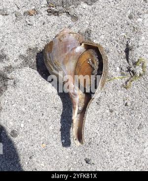 Channeled Whelk (Busycotypus canaliculatus) Stockfoto