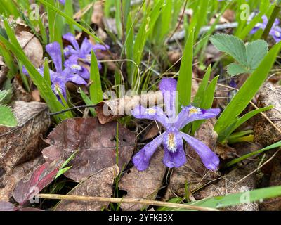 Zwerg See Iris (Iris Lacustris) Stockfoto