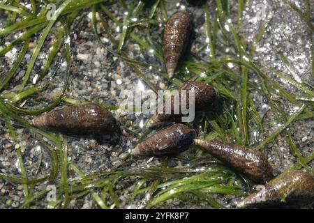 Japanisches falsches Cerith (Batillaria attramentaria) Stockfoto