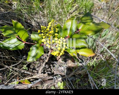 Kriechende Mahonie (Berberis repens) Stockfoto