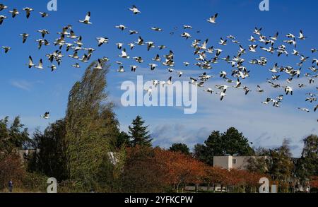 Richmond, Kanada. November 2024. Wandernde Schneegänse fliegen am 4. November über den Garry Point Park in Richmond, British Columbia, Kanada. 2024. Quelle: Liang Sen/Xinhua/Alamy Live News Stockfoto