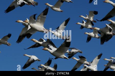 Richmond, Kanada. November 2024. Wandernde Schneegänse fliegen am 4. November über den Garry Point Park in Richmond, British Columbia, Kanada. 2024. Quelle: Liang Sen/Xinhua/Alamy Live News Stockfoto