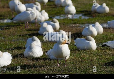 Richmond, Kanada. November 2024. Wanderschneegänse ruhen am 4. November im Garry Point Park in Richmond, British Columbia, Kanada. 2024. Quelle: Liang Sen/Xinhua/Alamy Live News Stockfoto