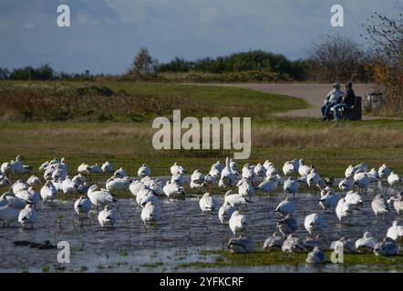 Richmond, Kanada. November 2024. Wanderschneegänse ruhen am 4. November im Garry Point Park in Richmond, British Columbia, Kanada. 2024. Quelle: Liang Sen/Xinhua/Alamy Live News Stockfoto