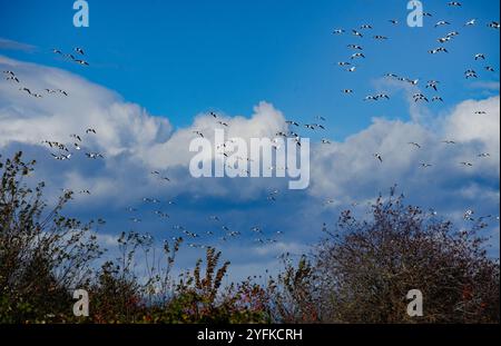 Richmond, Kanada. November 2024. Wandernde Schneegänse fliegen am 4. November über den Garry Point Park in Richmond, British Columbia, Kanada. 2024. Quelle: Liang Sen/Xinhua/Alamy Live News Stockfoto