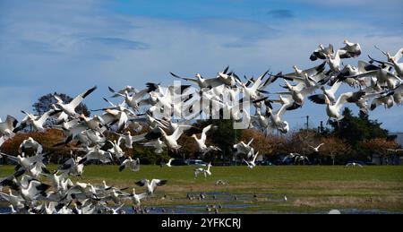 Richmond, Kanada. November 2024. Wandernde Schneegänse fliegen am 4. November im Garry Point Park in Richmond, British Columbia, Kanada, in die Luft. 2024. Quelle: Liang Sen/Xinhua/Alamy Live News Stockfoto