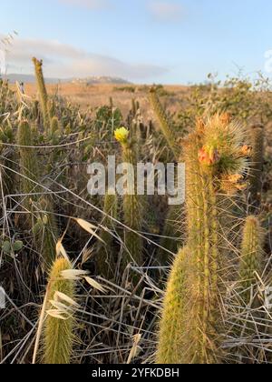 Cereus mit Goldstacheln (Bergerocactus emoryi) Stockfoto