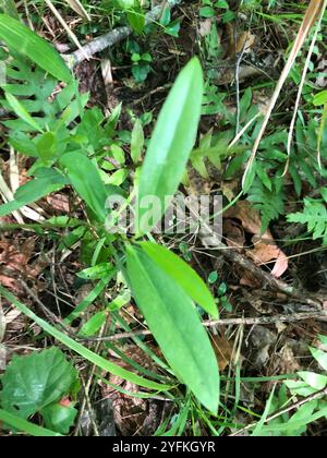lorbeerblatt greenbrier (Smilax laurifolia) Stockfoto