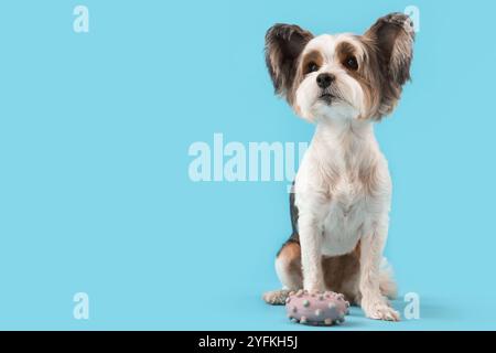 Niedlicher Biewer Terrier Hund mit Spielzeug auf blauem Hintergrund Stockfoto