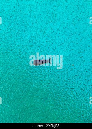 Black Dancer Caddisfly (Mystacides sepulchralis) Stockfoto