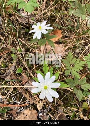 Altaische Anemone (Anemonoides altaica) Stockfoto